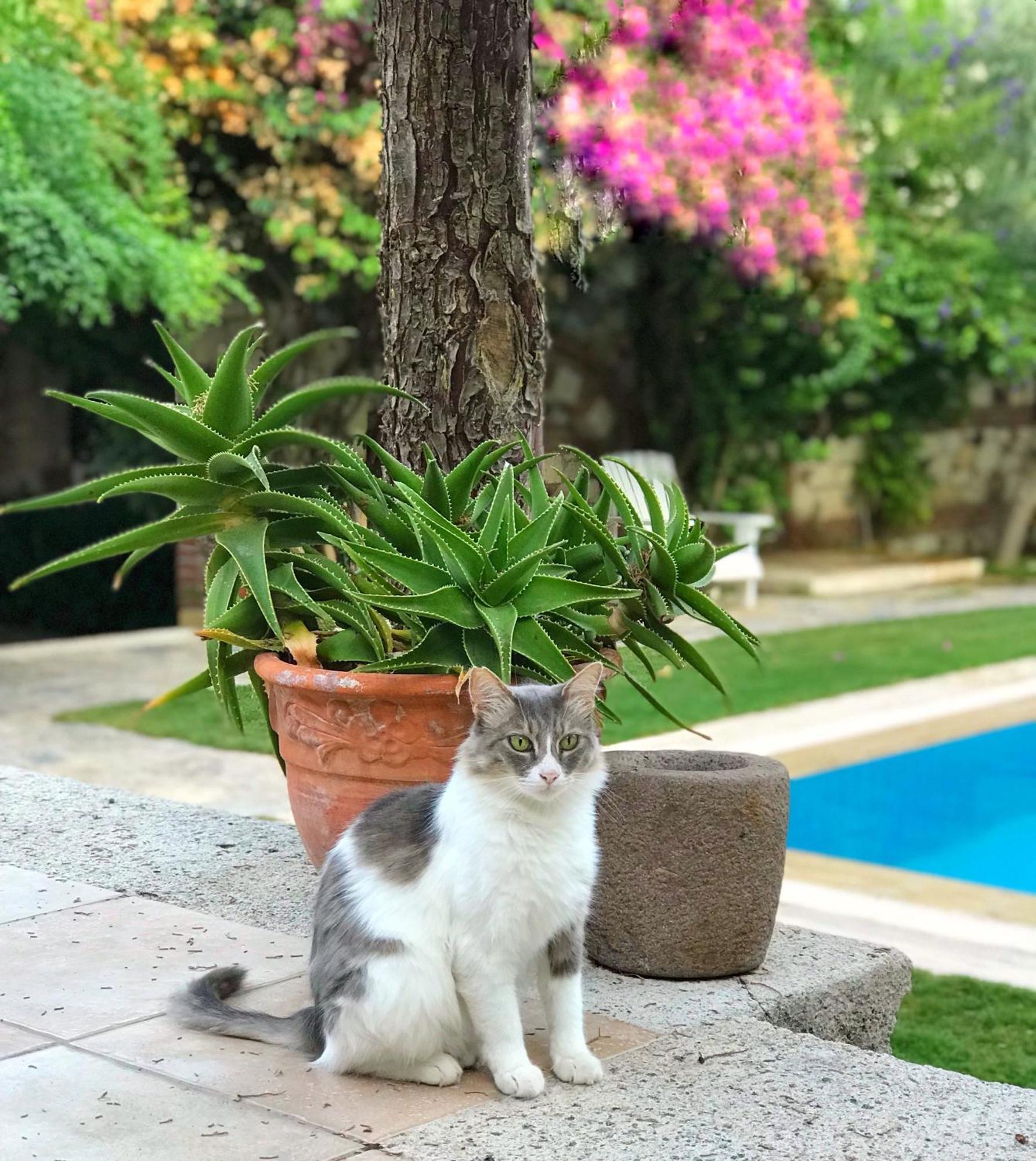 Alacati Zeytin Konak Hotel المظهر الخارجي الصورة